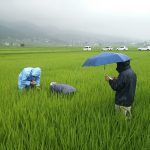 稲の生育調査