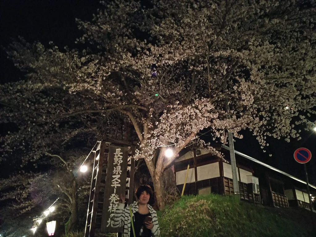 飯山城址公園　夜桜