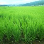 稲の生育状況