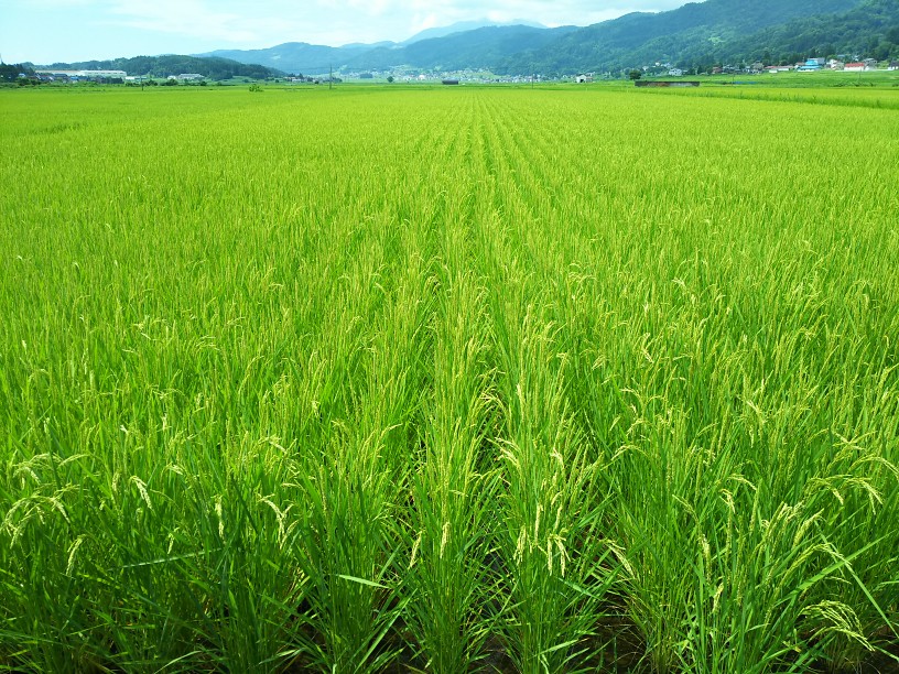 田んぼの稲の様子