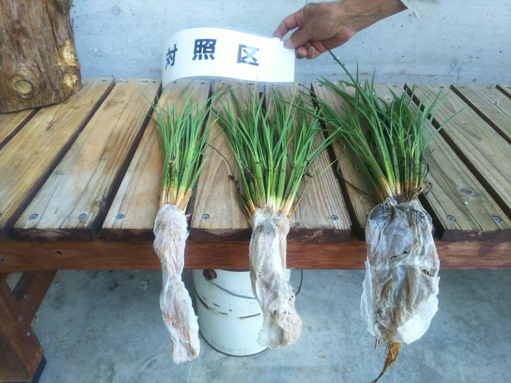 稲の生育調査