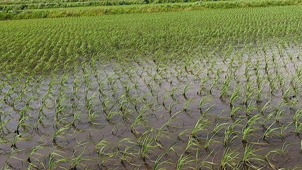 田植え26日後の稲の様子
