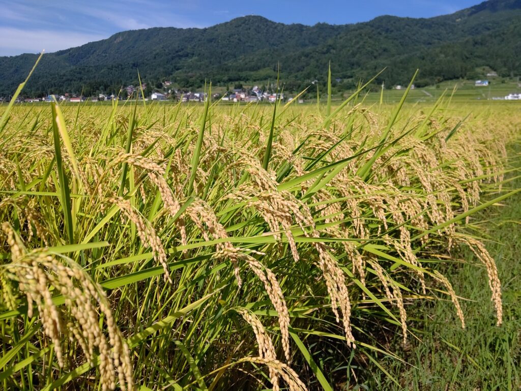 9月5日稲の様子