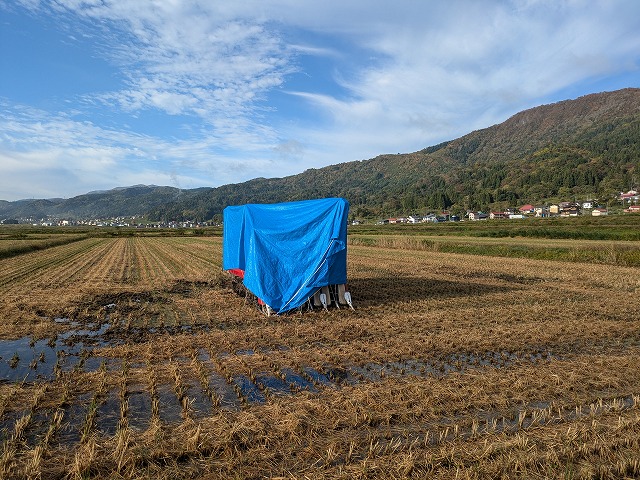 稲刈り終わりました