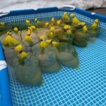 種もみの浸水