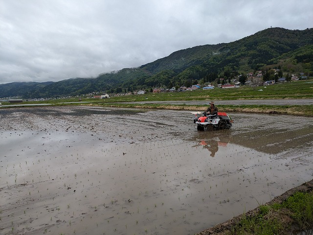 田植えを始めました