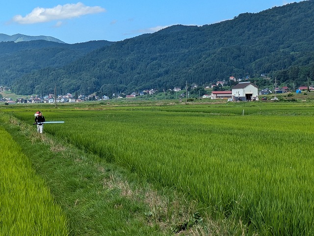 追肥を始めました