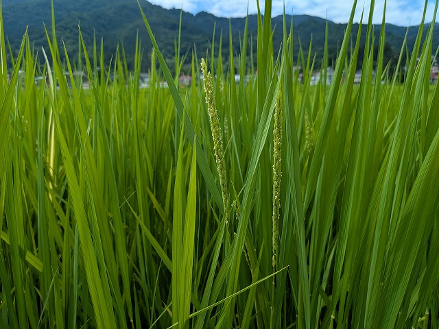 出穂