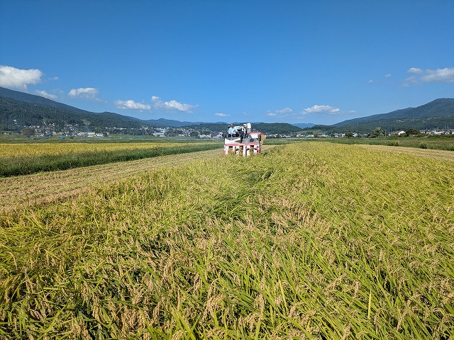 稲刈り13日目